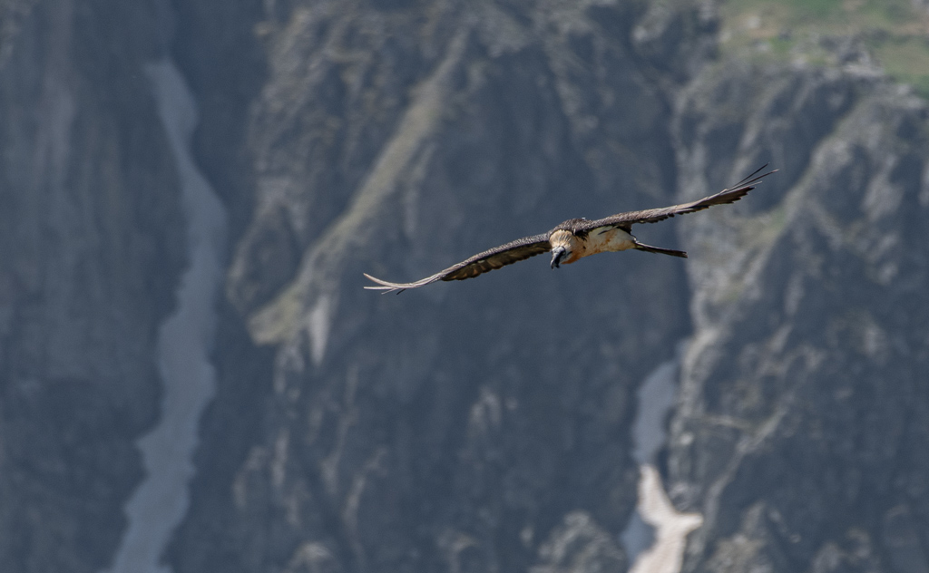 -06- Juin 2025 -Gypaète barbu-.jpg