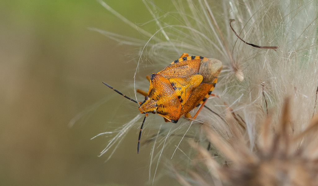 -07- Juillet 2025. Punaise orange. Carpocoris purpureipennis..jpg