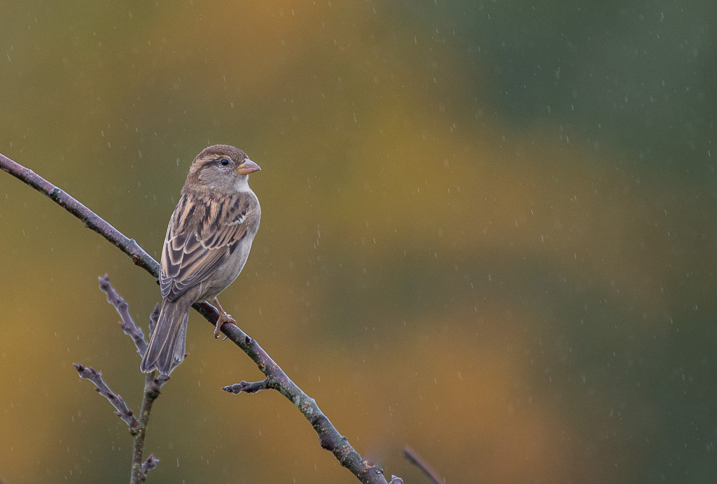 -11- Octobre 2025. Moineau d'automne.jpg