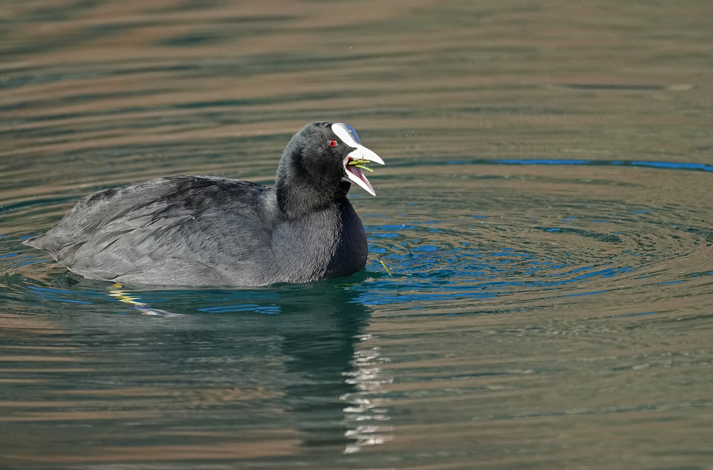 A7500032-1.jpg