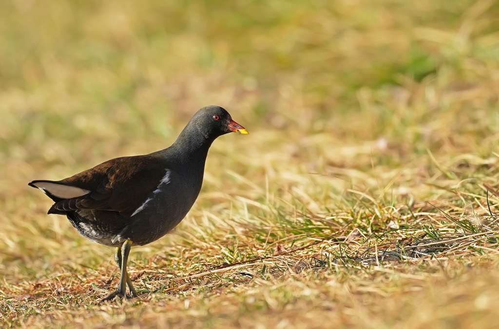A7500085-1.jpg