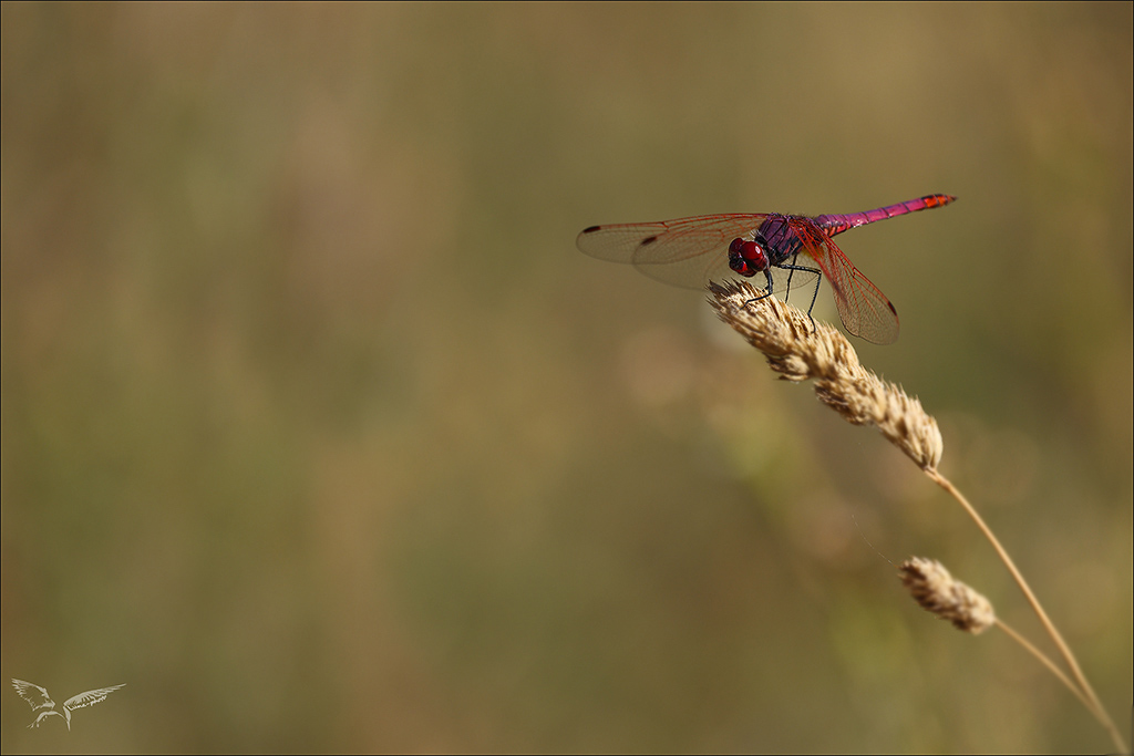 Tritemis annulata.jpg