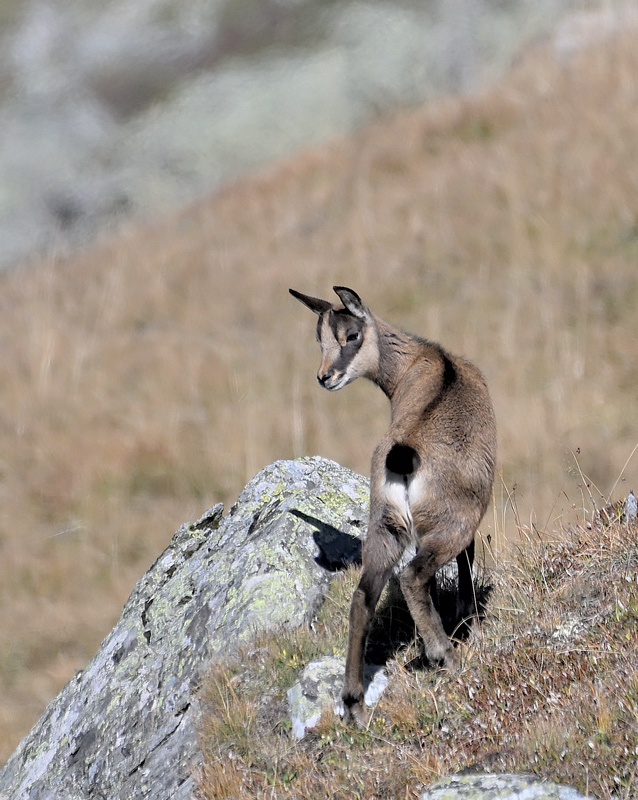 ZSC_2112.jpg