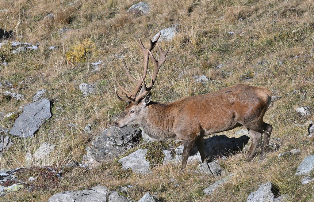 ZSC_2115.jpg