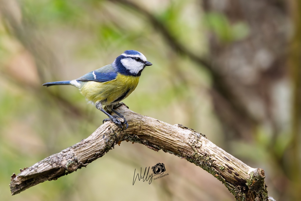 IMG_6965 - réduite.jpg