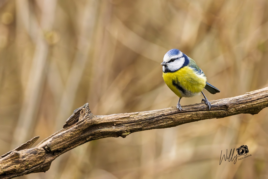 IMG_6242-Avec accentuation-Bruit.jpg