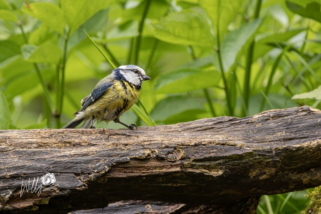 IMG_2624-Avec accentuation-Bruit.jpg