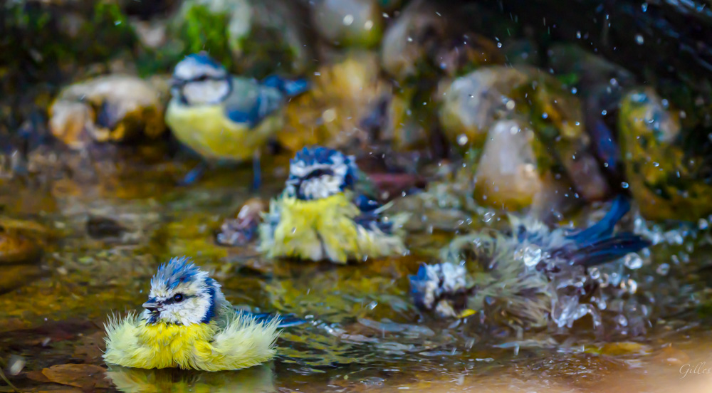 Mésange au bain.jpg