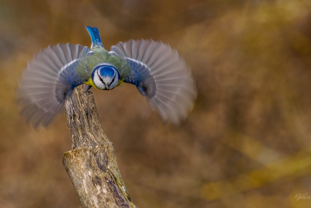 Mésange en vol.jpg
