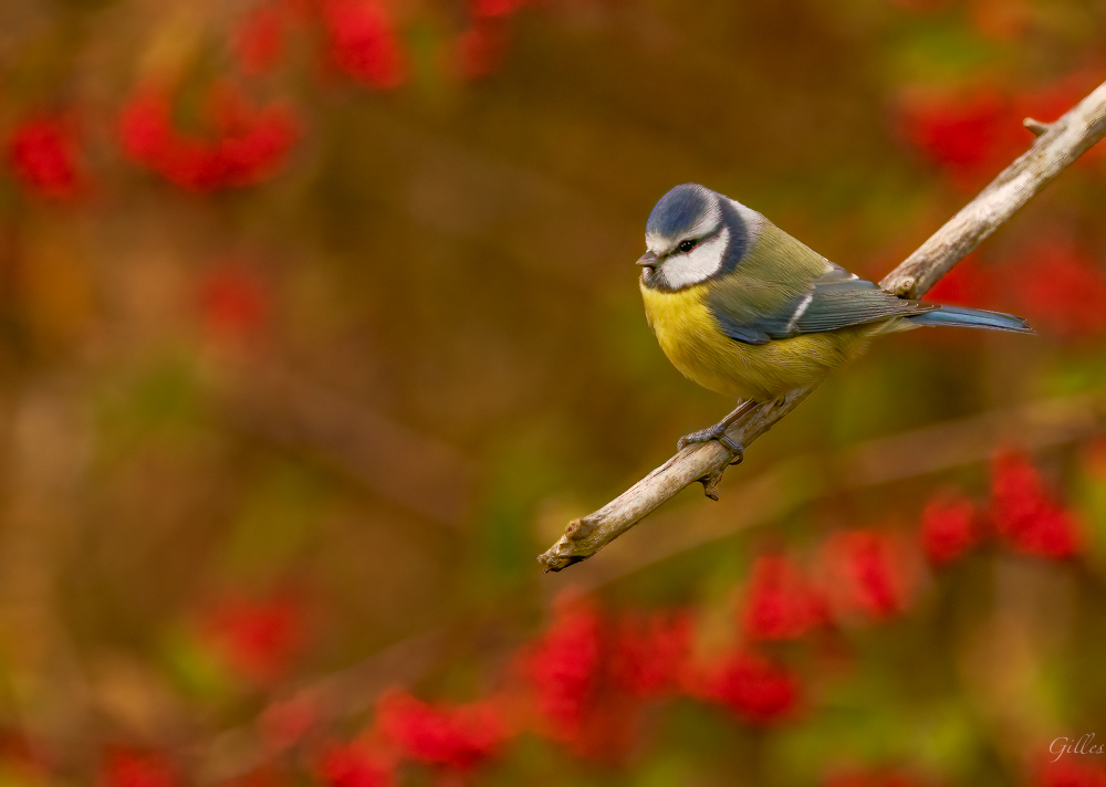 Mésange bleue 5.jpg