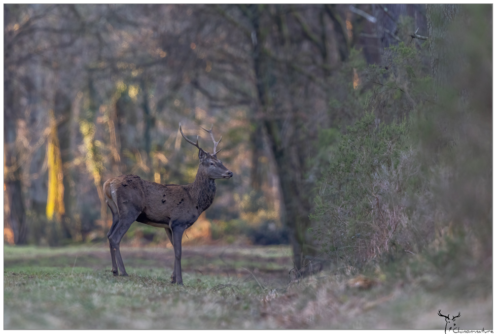 cerf-biches_2026-3.jpg