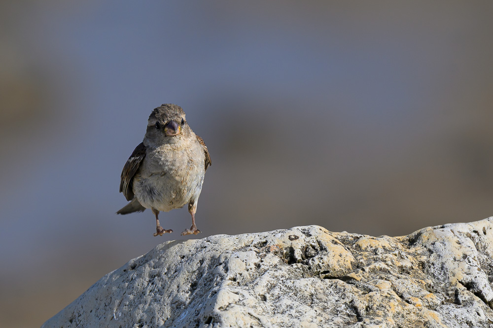 Moineau domestique.jpg