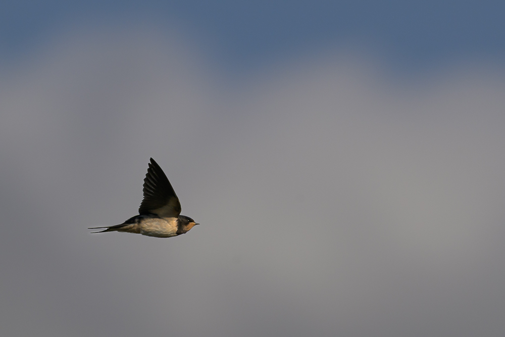 hirondelle rustique-2.jpg