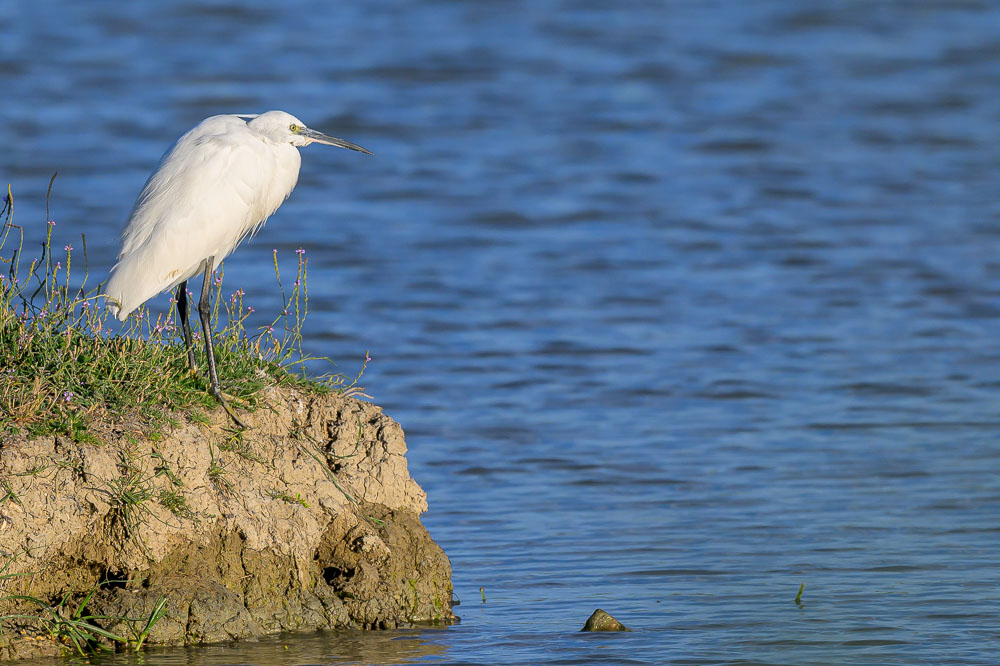 aigrette.jpg