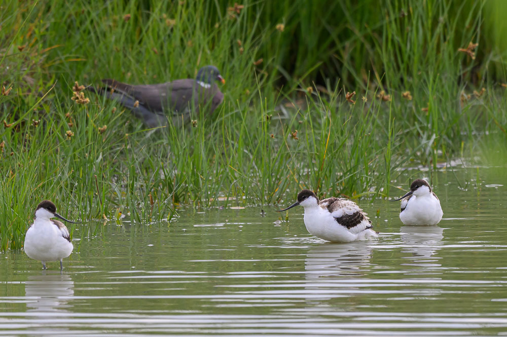avocette.jpg