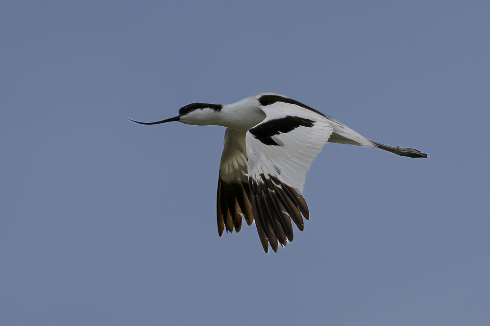 avocette 2.jpg