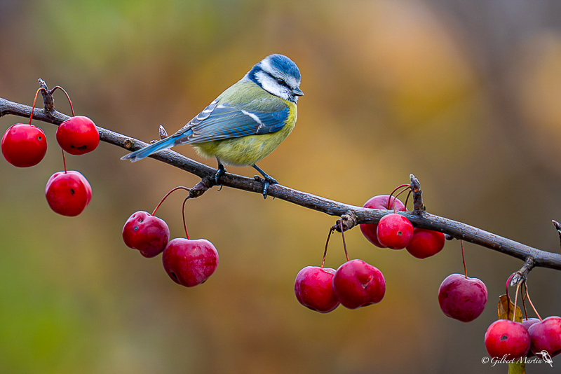 Mésange bleue 1.jpg