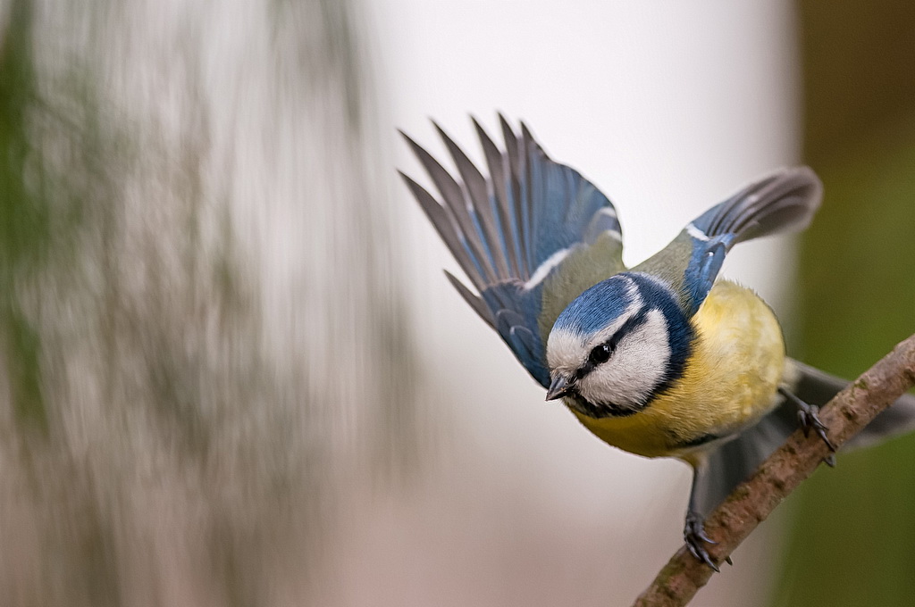 Mésange BL_mouv - Copie.jpg