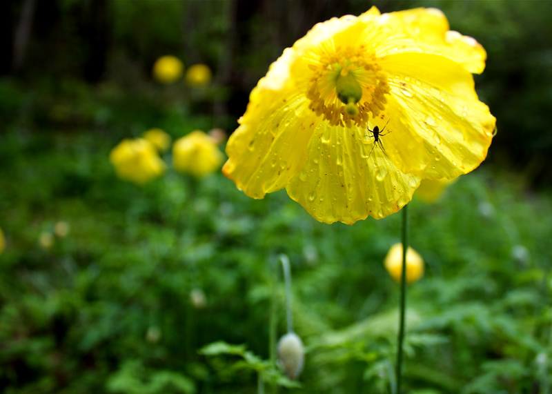 Coquelicot Jaune.jpg