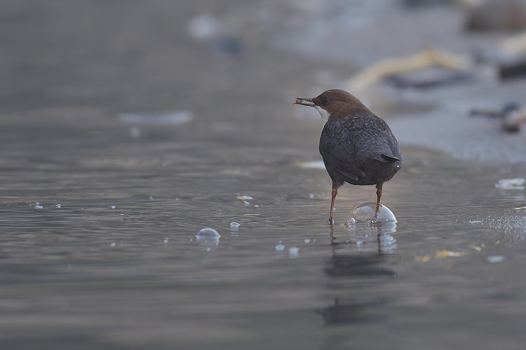 DSC_2762_DxO.jpg