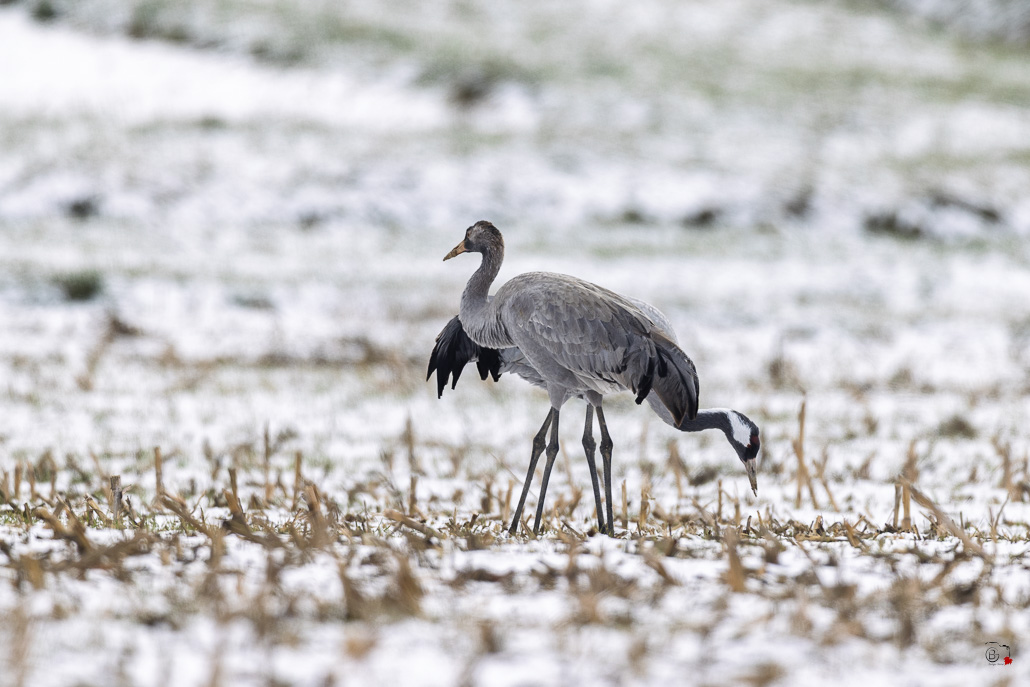 Grue cendrée (Gruss gruss) Common crane-1036.jpg