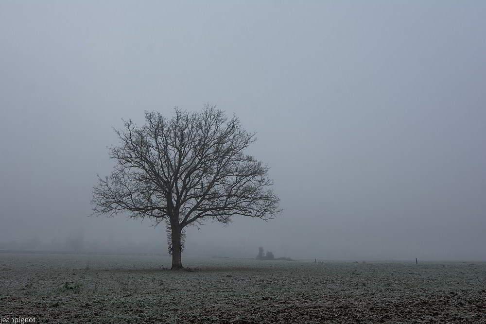 N4 un arbre isolé_001N4 un arbre isolé.JPG