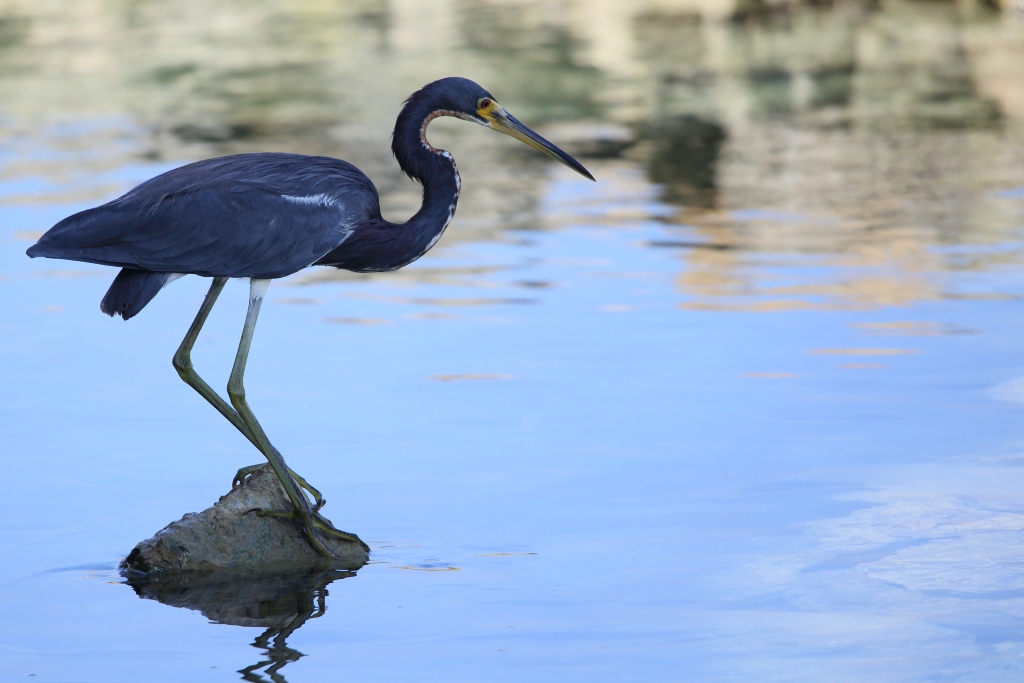 02 Aigrette bleue.JPG
