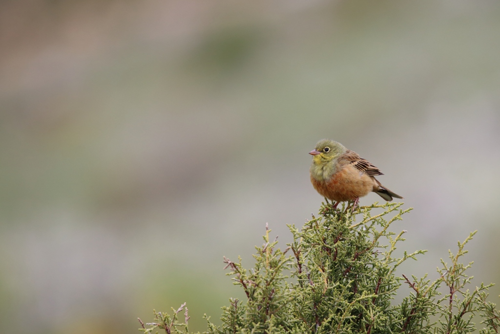 05 Bruant ortolan.JPG