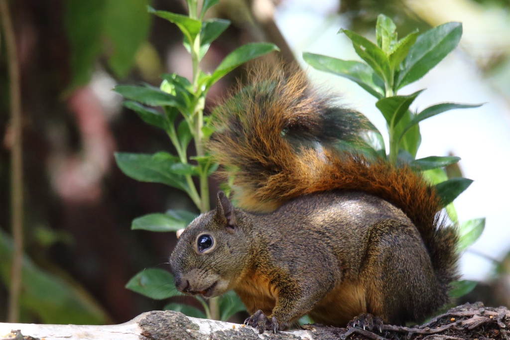 07 Ecureuil terrestre de Colombie.JPG