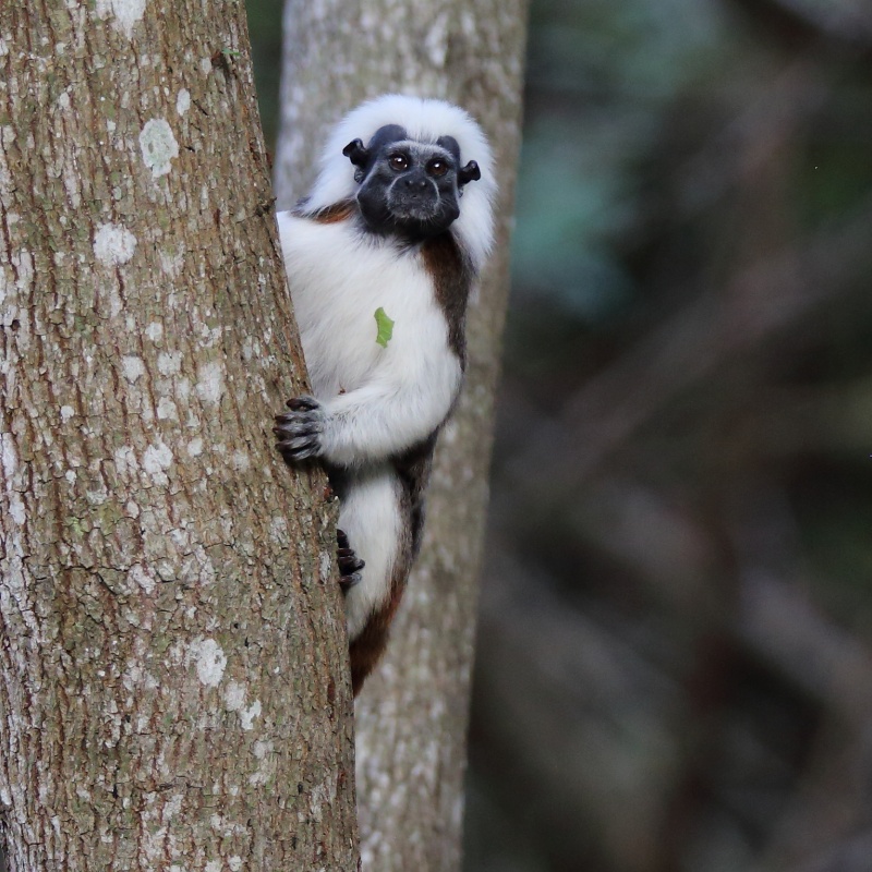 08 Pinché à tête blanche Colombie.JPG