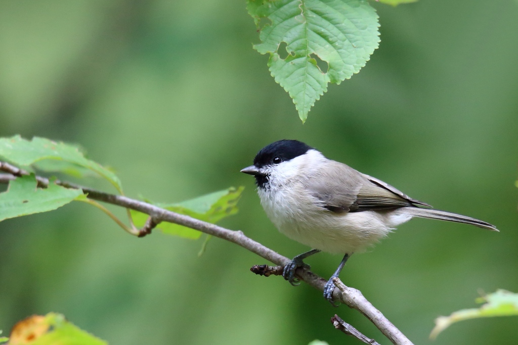 09 Mésange nonnette.JPG