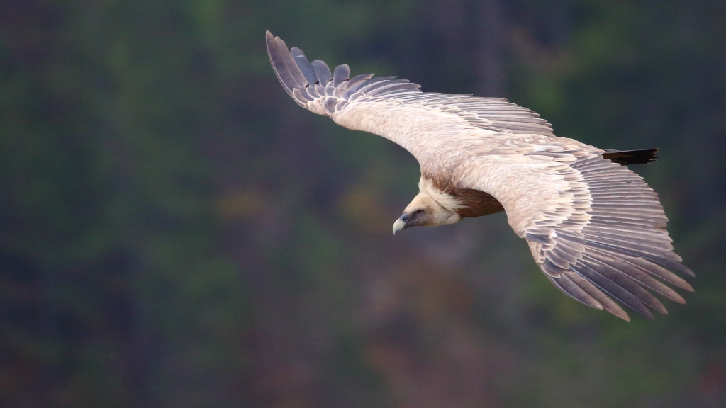 10  Vautour fauve.JPG