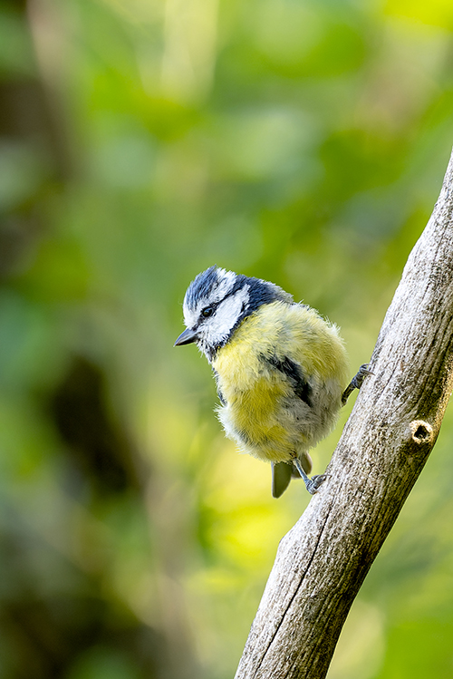 22062022-Affut 2JML.jpg