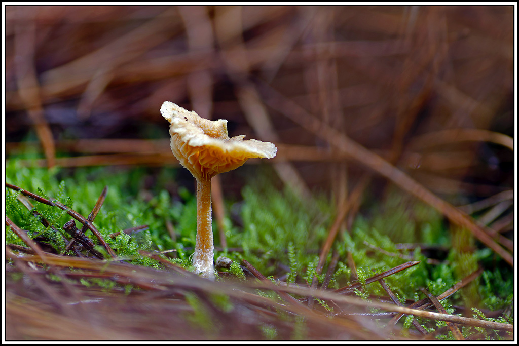 champignon(1047_1062)Clitocybe_anisé_strié(Clitocybe_fragrans).jpg