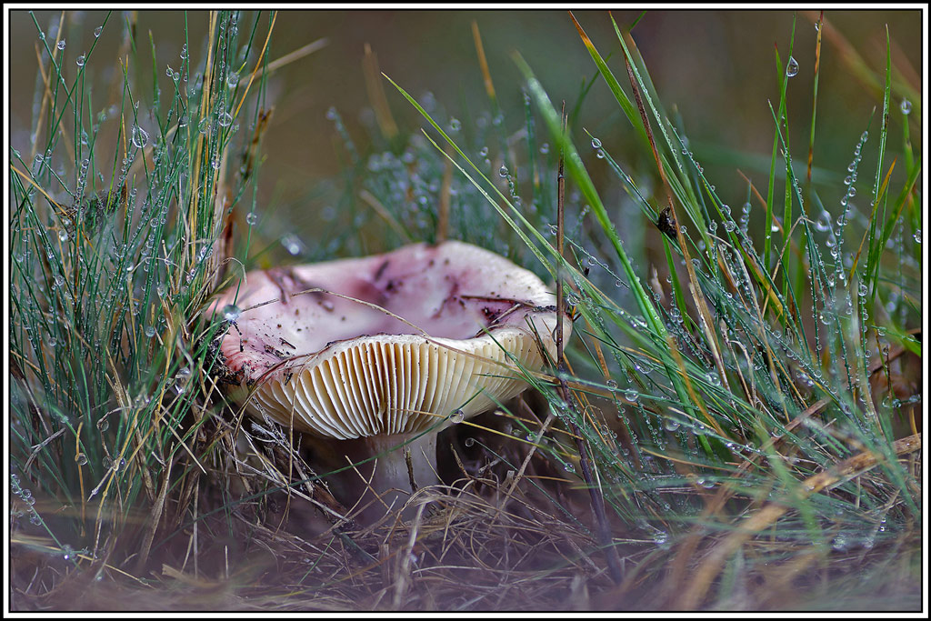 champignon(1063_1080)Russule_couleur_de_sardoine(Russula_sardonia).jpg