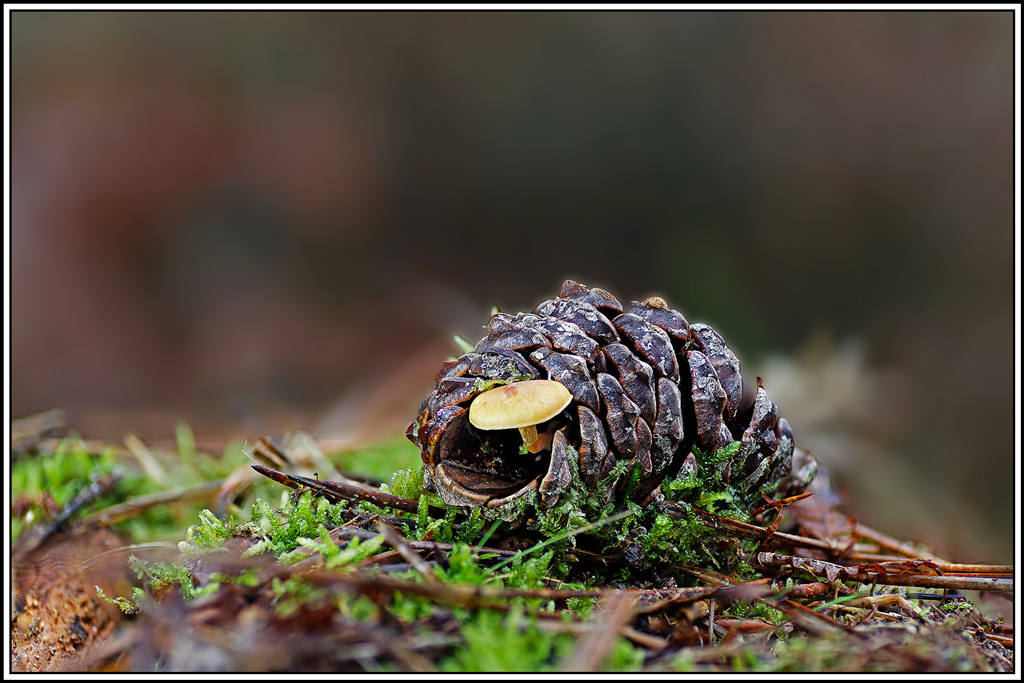 champignon(1081_1095)Flammule_pénétrante(Gymnopilus_penetrans).jpg