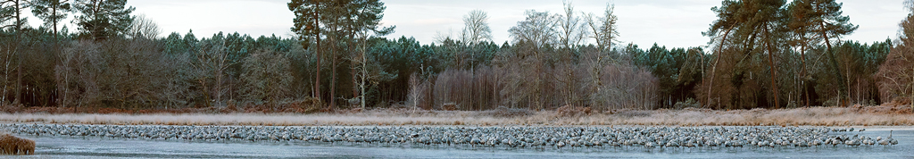 Panorama_grue_cendree(1347_1351)biosphoto.jpg