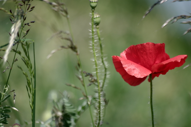 Coquelicot.jpg