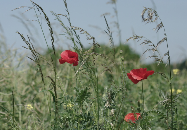 Le vent et les coquelicots.JPG