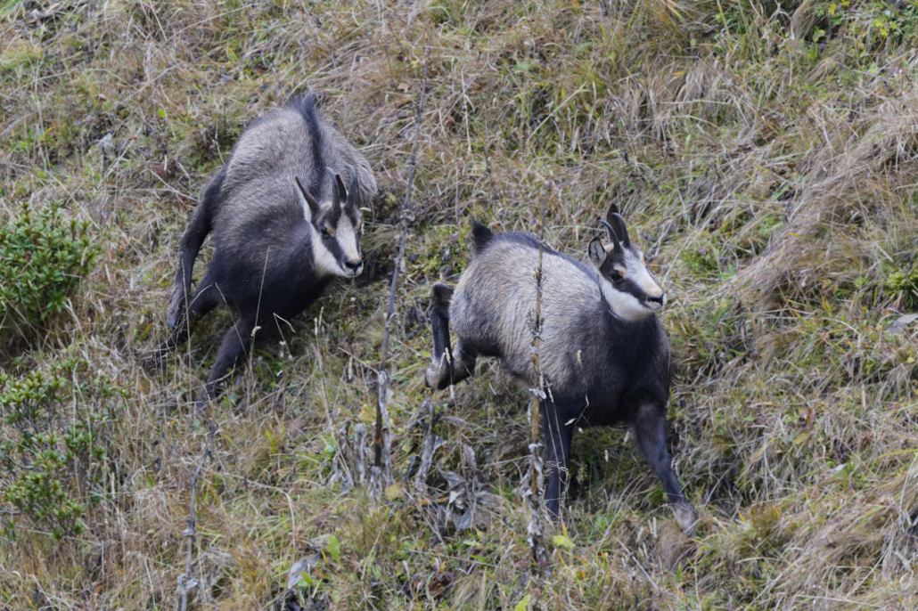 Chamois nov 2025-81-1_02.JPG