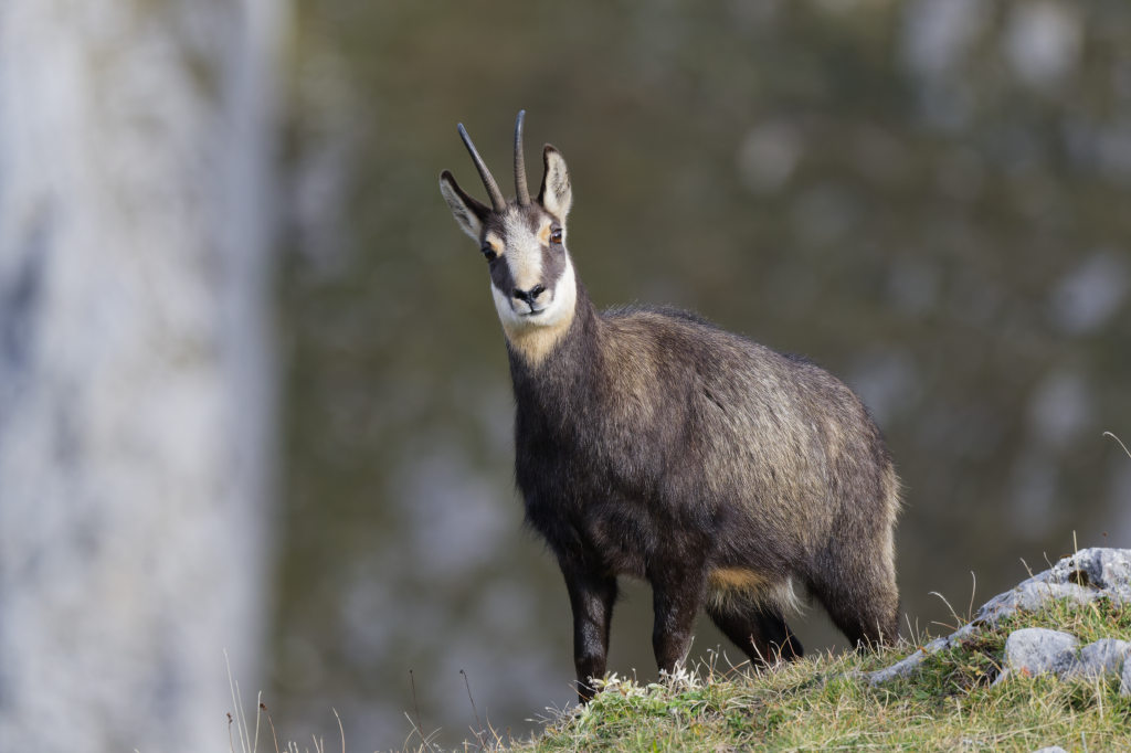 Chamois nov 2025-75.jpg