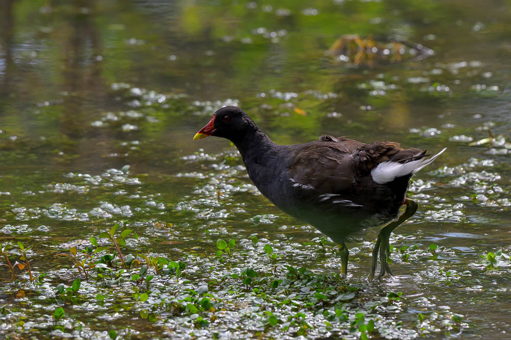 Gallinule pouled eau.jpg