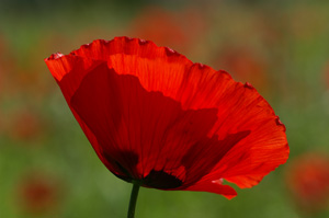 Coquelicot à contre-jour.jpg