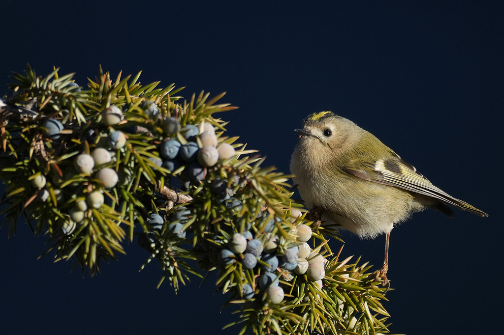 A7501394-1.jpg