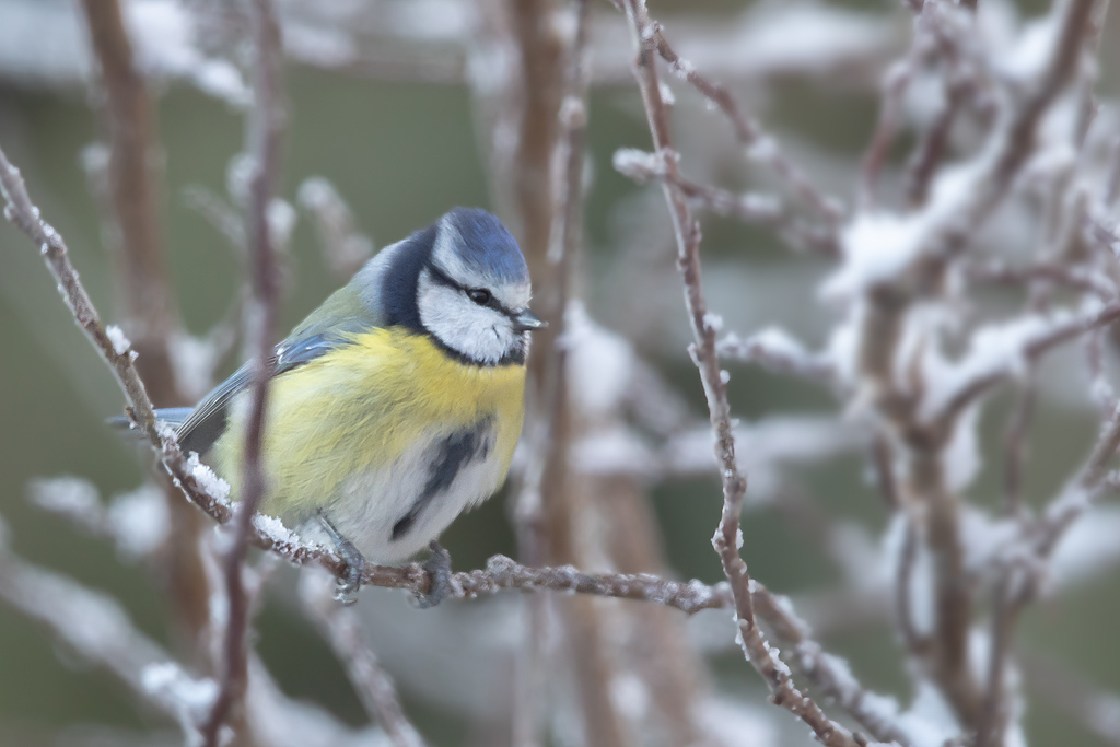 Mésange bleue 39.jpg