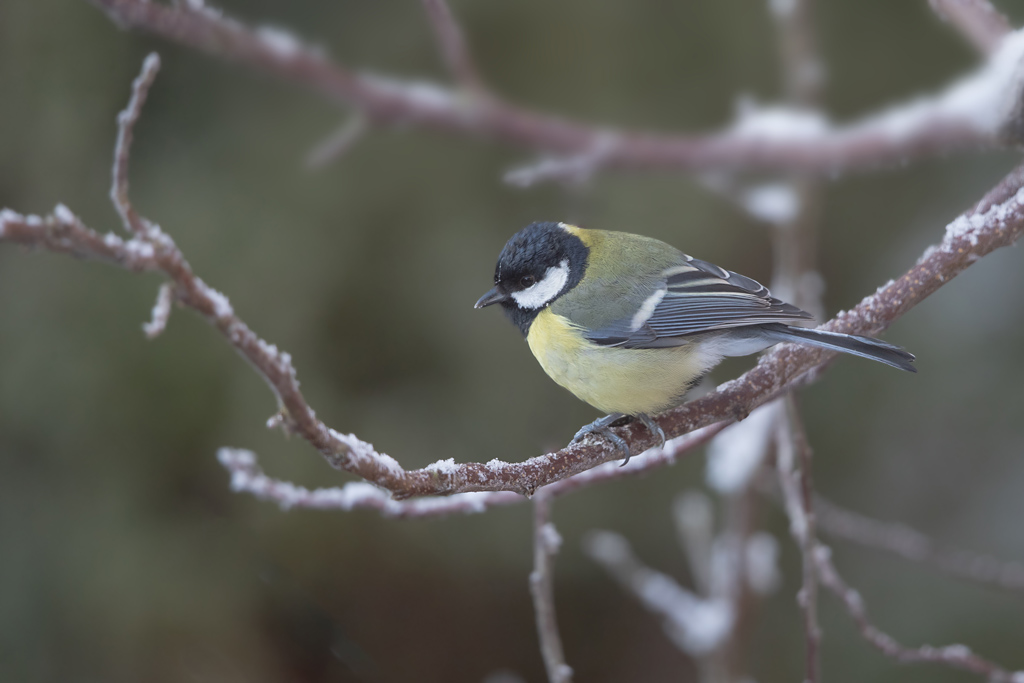 Mésange charbonnière 37.jpg