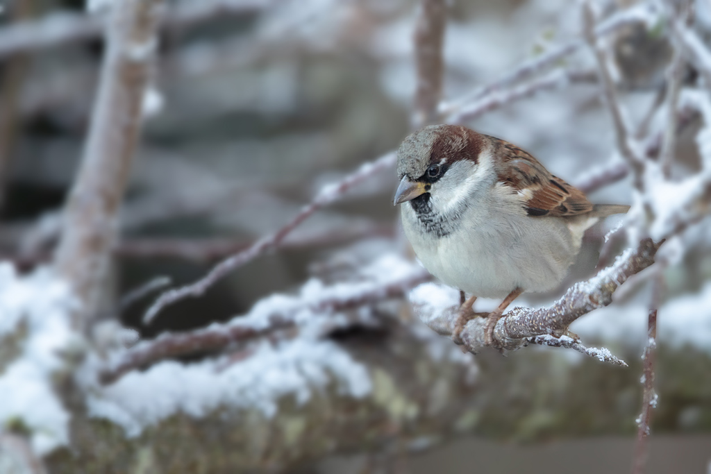 Moineau domestique mâle 26.jpg