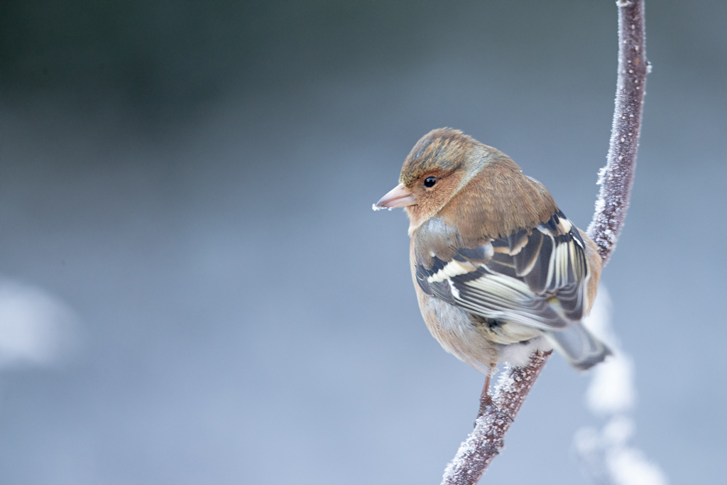 Pinson des arbres mâle plumage internuptial 19.jpg
