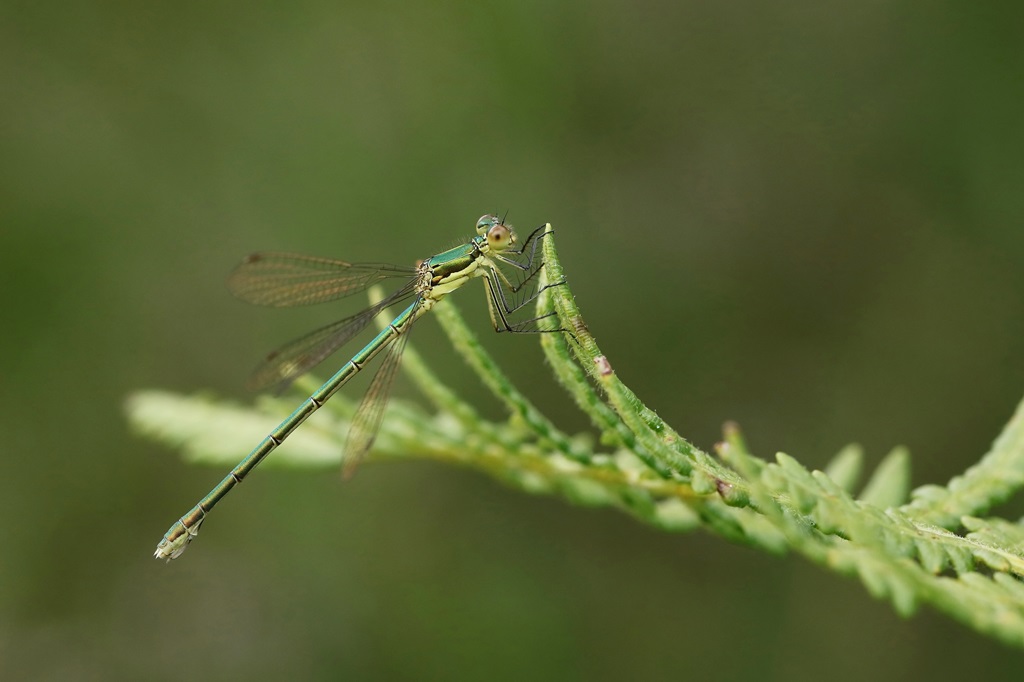 1 IMG_1491X.JPG