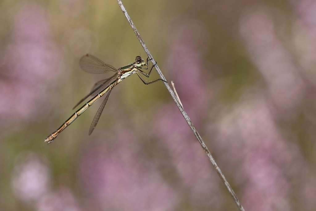 3 IMG_2513X.JPG